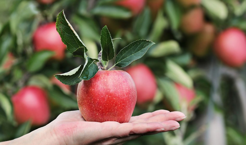 Roter Apfel auf einer Handfläche