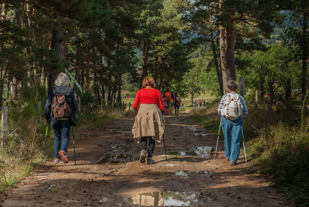 Das Bild zeigt Wanderer, die einem Waldweg folgen